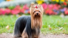 Gdzie poszła moda na małe psy